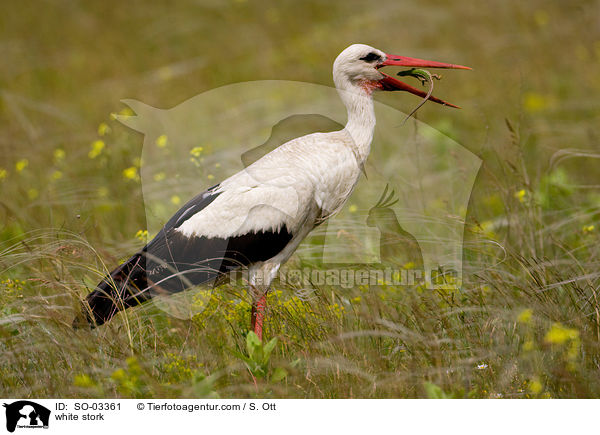 white stork / SO-03361