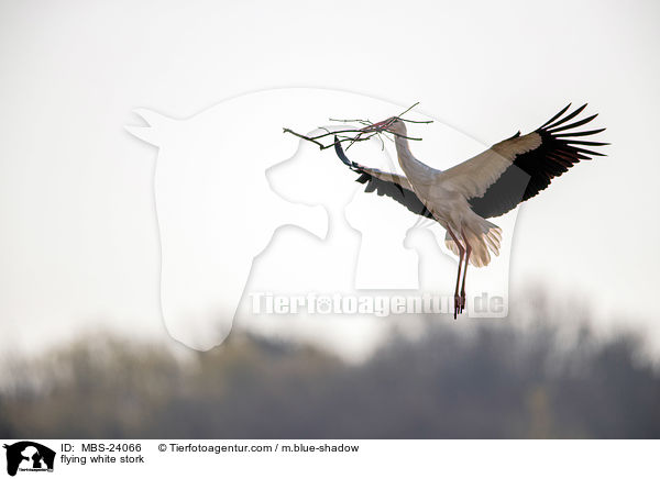 fliegender Weistorch / flying white stork / MBS-24066