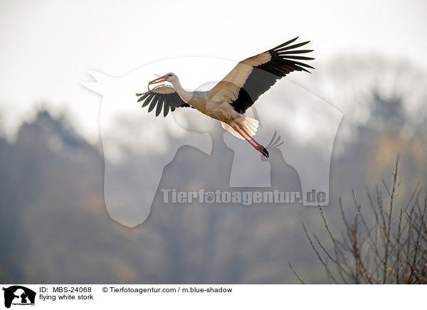 fliegender Weistorch / flying white stork / MBS-24068