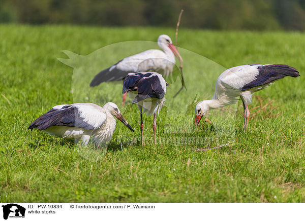 Weistrche / white storks / PW-10834