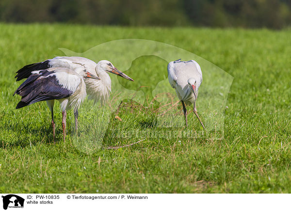white storks / PW-10835