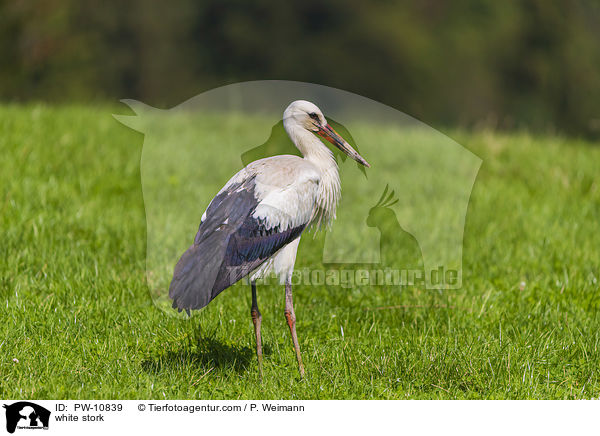 Weistorch / white stork / PW-10839