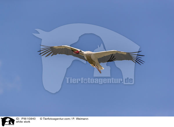 Weistorch / white stork / PW-10840