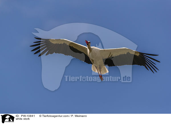 Weistorch / white stork / PW-10841