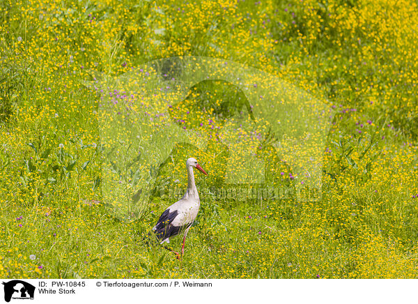 White Stork / PW-10845