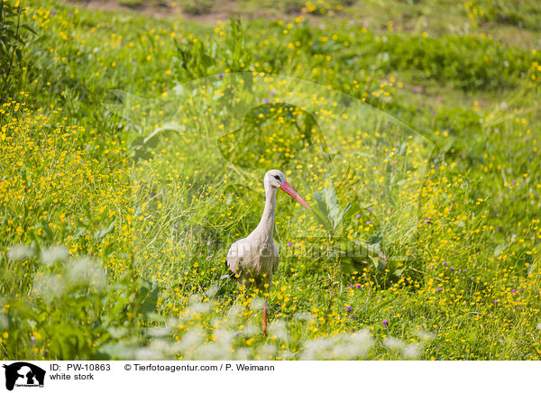 white stork / PW-10863