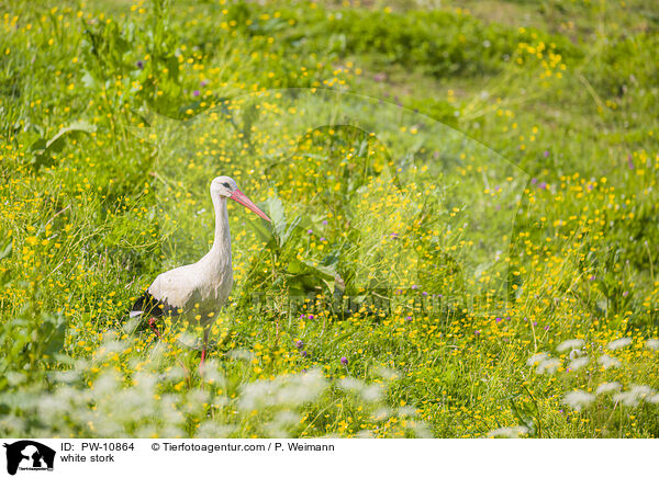 white stork / PW-10864