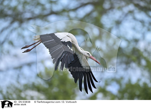 Weistorch / white stork / DV-03838