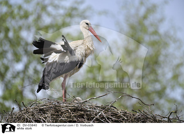 Weistorch / white stork / DV-03840