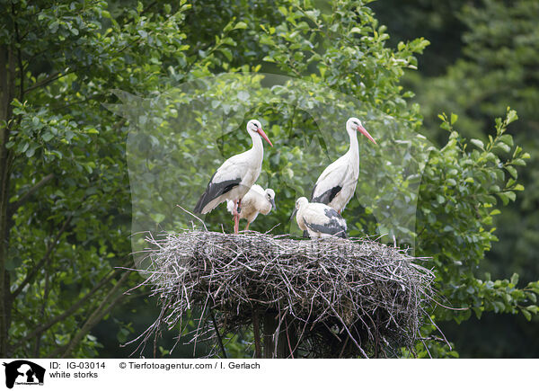 Weistrche / white storks / IG-03014