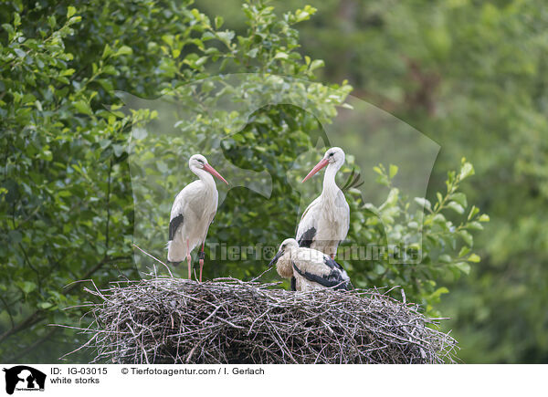 Weistrche / white storks / IG-03015