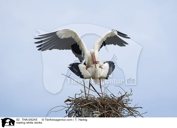 Weistrche bei der Paarung / mating white storks / THA-09245