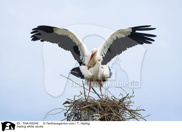 Wei�st�rche bei der Paarung / mating white storks / THA-09246