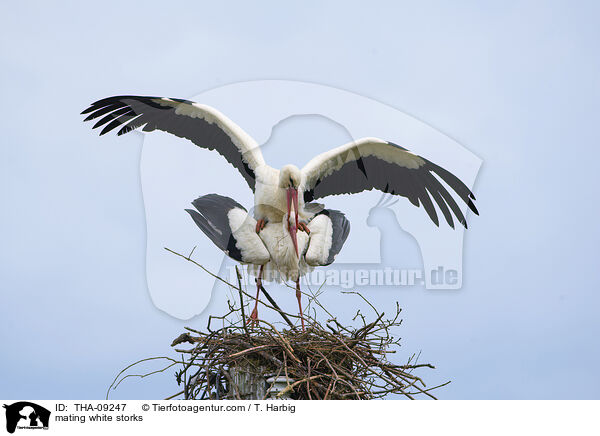 Weistrche bei der Paarung / mating white storks / THA-09247
