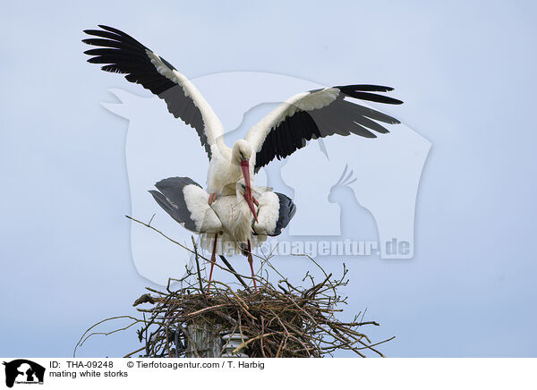 Weistrche bei der Paarung / mating white storks / THA-09248