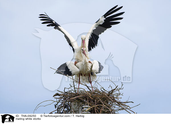 Weistrche bei der Paarung / mating white storks / THA-09250