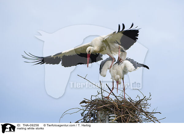 Weistrche bei der Paarung / mating white storks / THA-09258