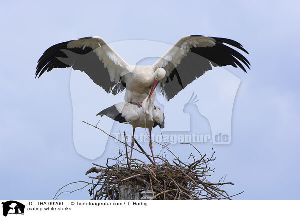 Weistrche bei der Paarung / mating white storks / THA-09260