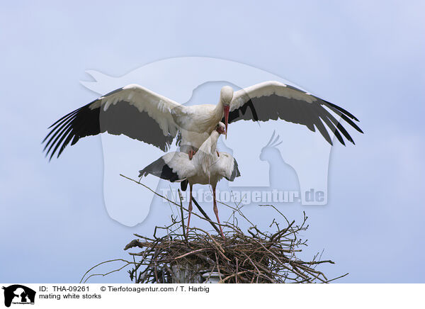 Weistrche bei der Paarung / mating white storks / THA-09261