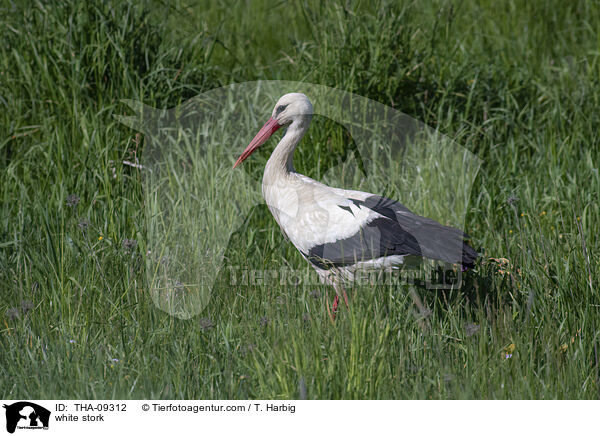 white stork / THA-09312