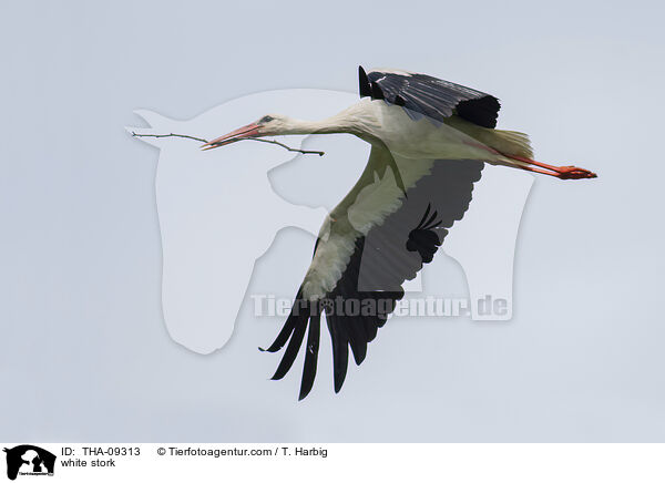 Weistorch / white stork / THA-09313