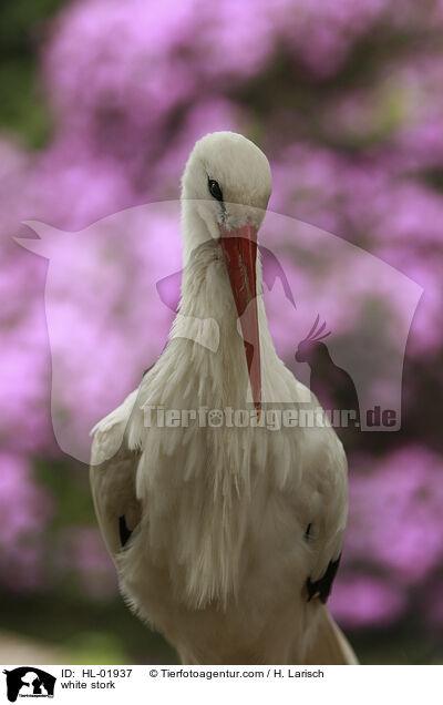 Weistorch / white stork / HL-01937