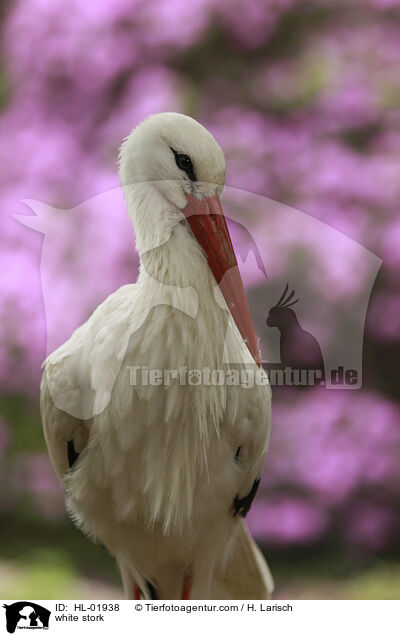 Weistorch / white stork / HL-01938