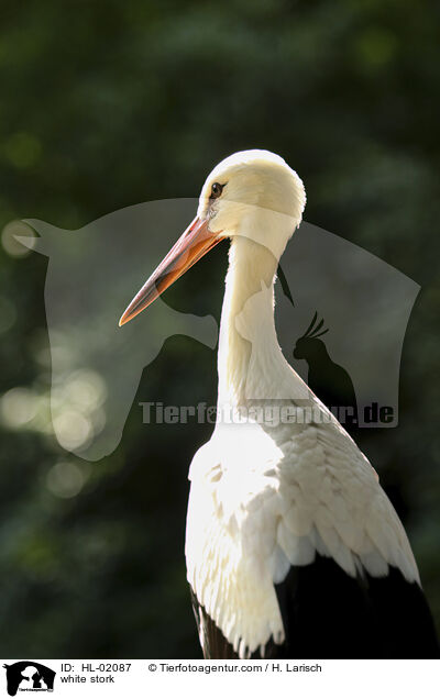 white stork / HL-02087