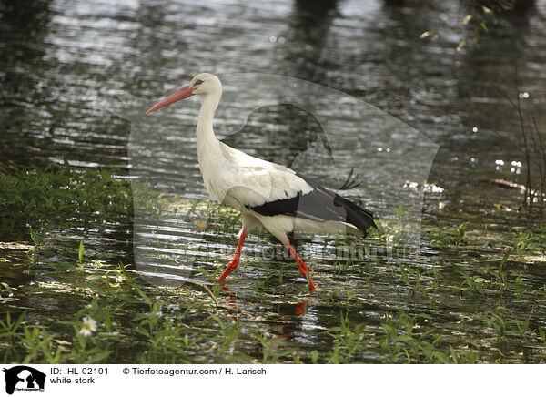 Weistorch / white stork / HL-02101