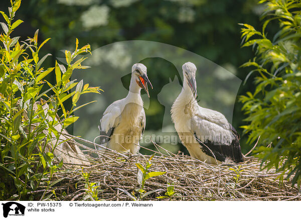 Weistrche / white storks / PW-15375