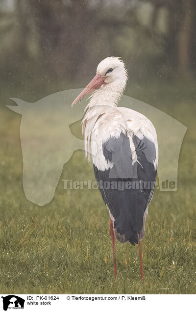 white stork / PK-01624