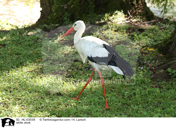 white stork / HL-03539