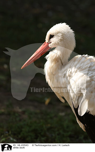 white stork / HL-03543
