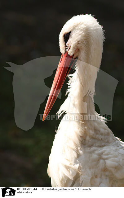 white stork / HL-03544