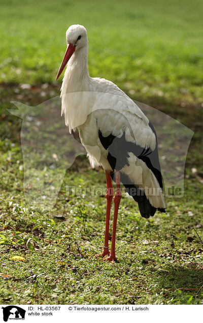 white stork / HL-03567