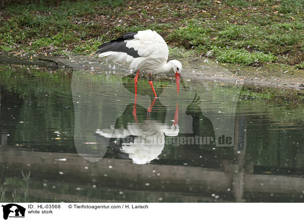 white stork / HL-03568