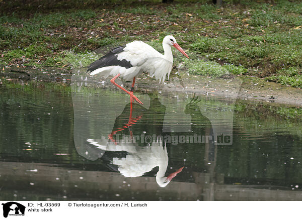 Weistorch / white stork / HL-03569