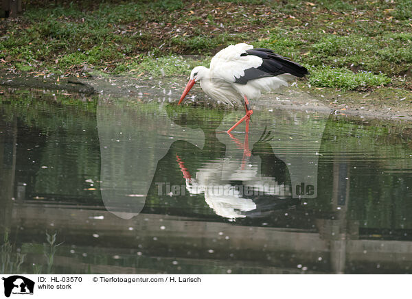 Weistorch / white stork / HL-03570