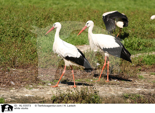 white storks / HL-03573