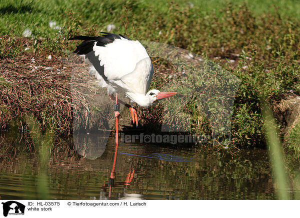 Weistorch / white stork / HL-03575