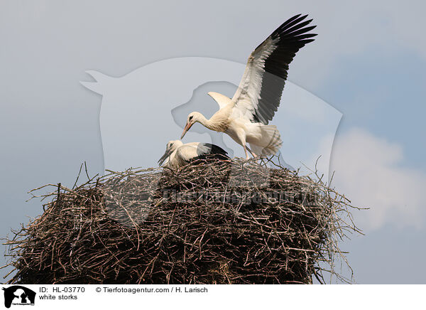 Weistrche / white storks / HL-03770