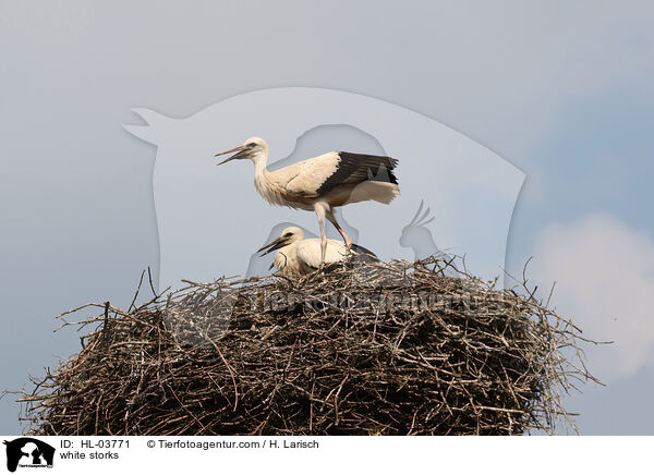 Weistrche / white storks / HL-03771