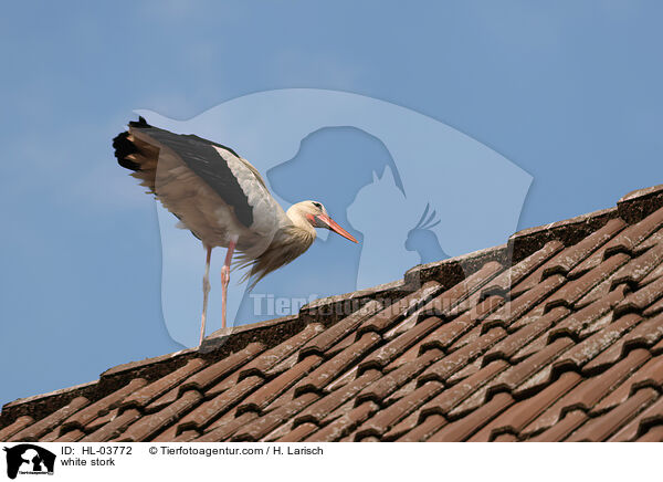white stork / HL-03772