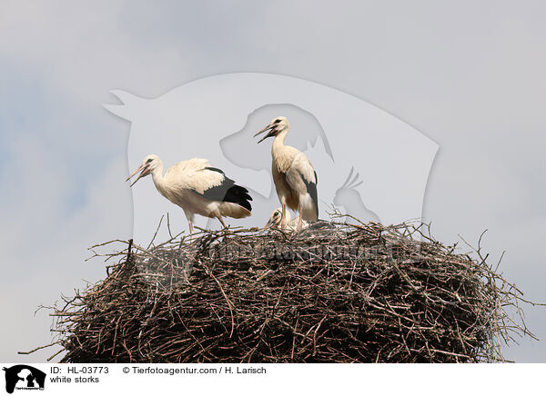 white storks / HL-03773