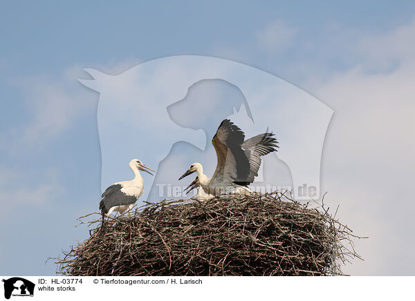 Weistrche / white storks / HL-03774