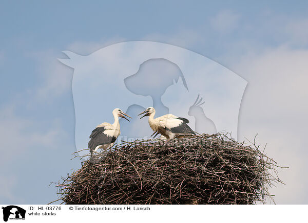 white storks / HL-03776