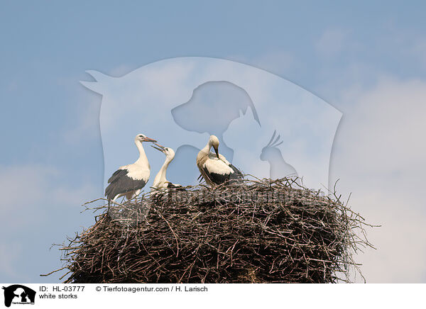 white storks / HL-03777