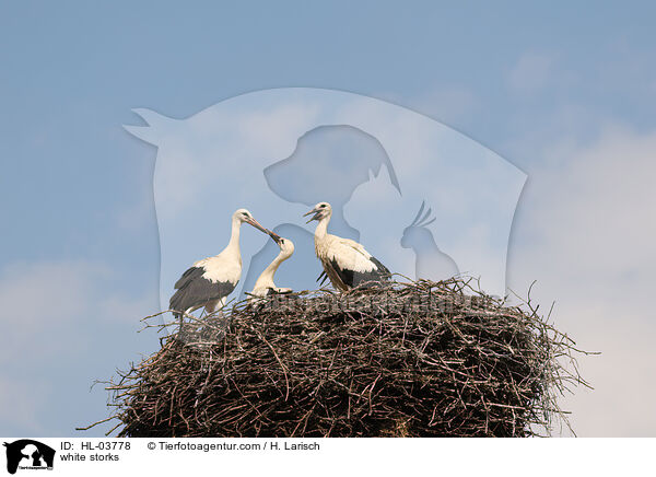 white storks / HL-03778