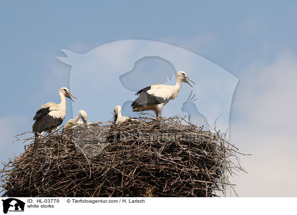 Weistrche / white storks / HL-03779