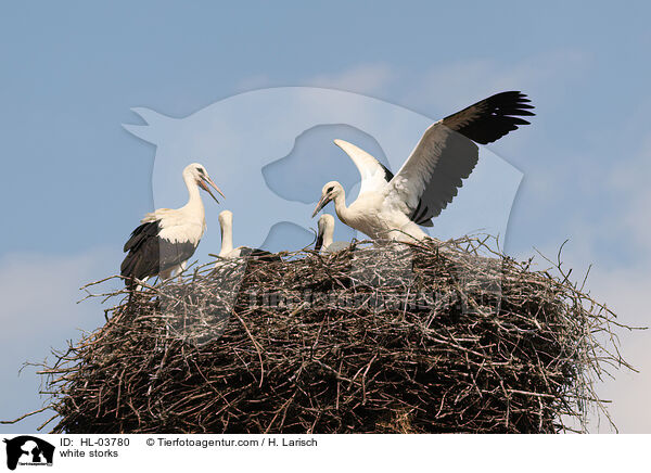 white storks / HL-03780